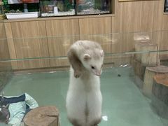 -藦茜花园宠物主题亲子互动体验馆(国顺东路店)