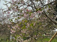 -天适樱花悠乐园