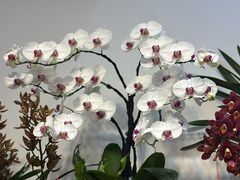 -溪岸路花鸟市场