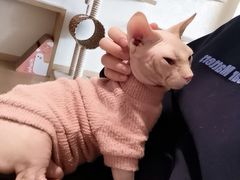 -猫腻·猫咖·撸猫馆(星光大道店)
