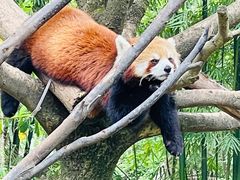 -都江堰中华大熊猫苑