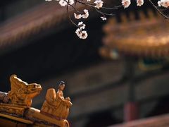 -故宫博物院(故宫)