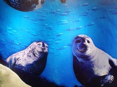 -上海海昌海洋公园-停车场