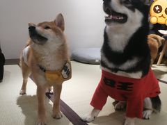 -逗柴咖啡屋·狗咖猫咖宠物桌游