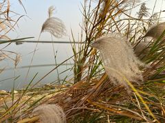 -湖南东洞庭湖国家级自然保护区