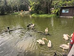 -深圳野生动物园
