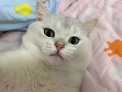 -lincat·猫舍(广州店)