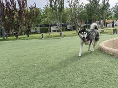 -爪吧宠物乐园 (温榆河示范区店)