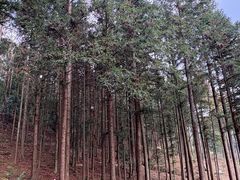 -广州市石门国家森林公园