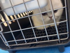 -艾贝尔动物医学中心·血液净化·神经内外科