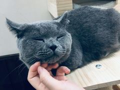-逗柴咖啡屋·狗咖猫咖宠物桌游