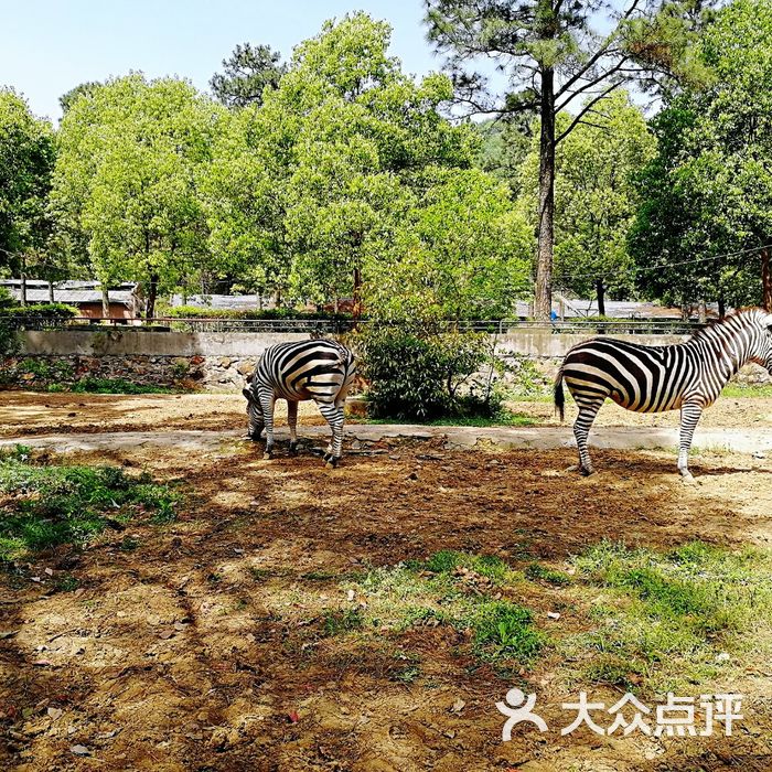 九峰森林動物園