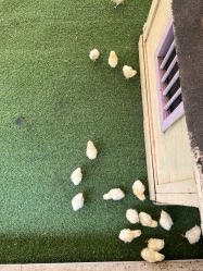 点击看大图 -萌宠亲子动物乐园(槐房万达店)