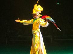 -珠海横琴长隆《卡卡虎奇遇记》