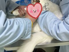 -汪喵宠物医院·骨科心脏影像·犬猫急重症ICU诊疗中心(成华分院)