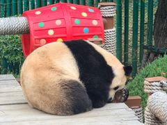 -大连森林动物园