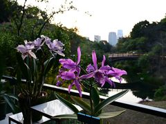 -云溪植物园