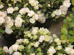 -双季花艺园艺市场(浦东店)