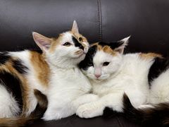 -萌兽医馆·犬猫专科·眼科中心·宠物医院(朝阳门分院)