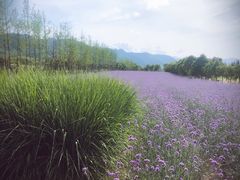 -曲江薰衣草庄园