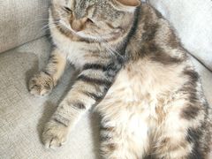 -喵屿·大理花园猫咖