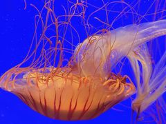 -上海海洋水族馆