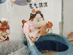 -糯米喵星人总部直营旗舰店·猫舍·幼猫出售