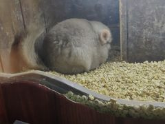 -萌宠奇缘