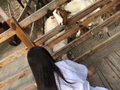 -北京鹿世界主题园