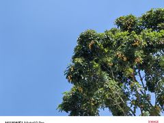 -莲花山公园