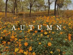 -北京鹿世界主题园