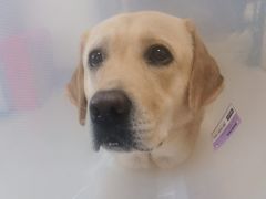 -康旭宠物医院(郑州总院)