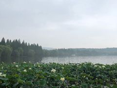 -西湖外事游船(花港观鱼码头)