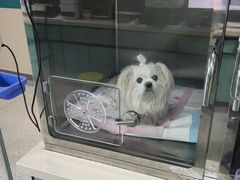 -睿金宠物医院·CT·肿瘤·骨外科