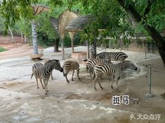 -深圳野生动物园
