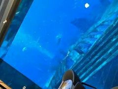 -亚特兰蒂斯•OSSIANO奥西亚诺海底餐厅