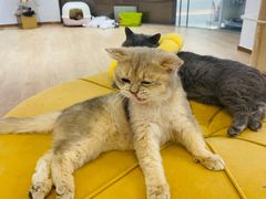 -1013 PET SHOP精品宠物商店(丁香店)