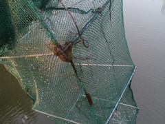 -漕湖湿地公园