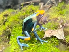 -上海大自然野生昆虫馆(东方明珠·爬宠昆虫探索中心)