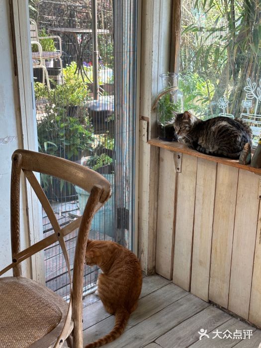 海边的猫和咖啡馆图片