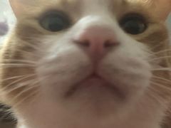 -瑞派天宁宠物医院·猫科·异宠中心