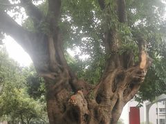 -四川农业大学(雅安校区)