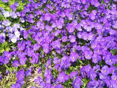 -南通洲际绿博园