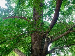 -千年银杏谷文化旅游区