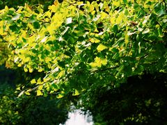 -上海共青森林公园