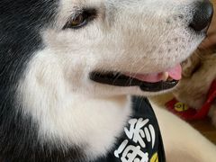 -Husky Go! 哈士奇体验馆·宠物咖啡厅狗咖