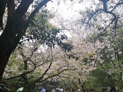 -武汉大学-樱园