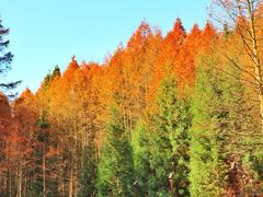 -山王坪喀斯特国家生态公园