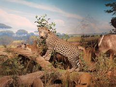 -陕西自然博物馆