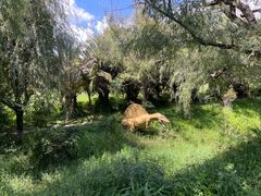 -世界恐龙谷景区